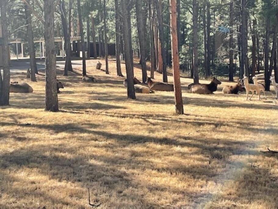 Perk Canyon Hidden Acres-Hot Tub-Gas Fireplace Ruidoso Esterno foto